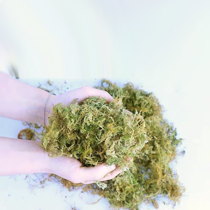Natural Dried Moss Reptile Ter - огляд і ціна Preserved Moss Sheet